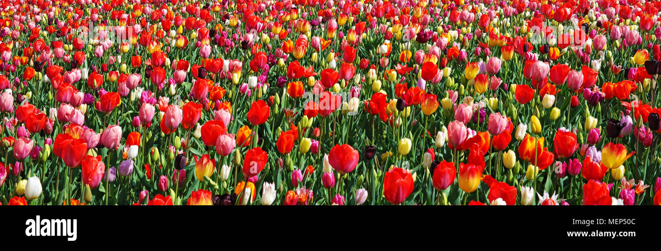 Beautiful landscape with blooming multicolored flowers. Spring outdoor scenery, panoramic view. Panorama of colorful tulips. Flower bed in park, Nethe Stock Photo