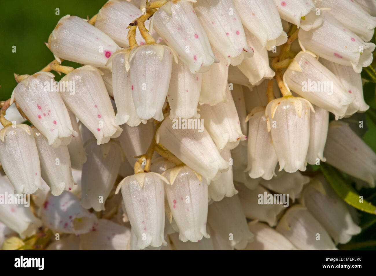 Flowers of the Pieris Japonica, or Forest Flame. A compact, rounded, evergreen shrub grown for its early display of spring flowers. Stock Photo