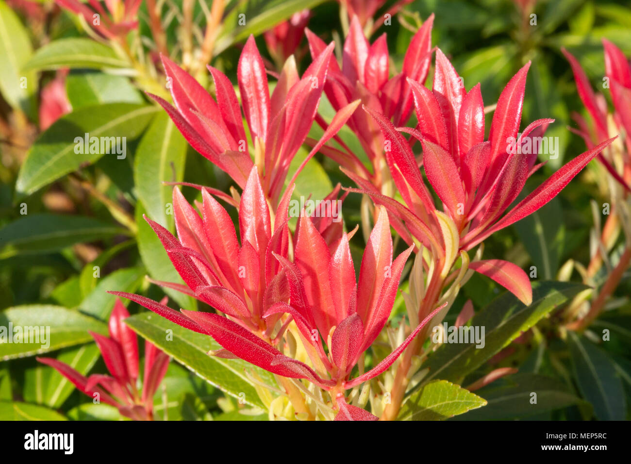 Pieris or Forest Flame (Pieris japonica). A compact, rounded, evergreen shrub grown for its early display of spring flowers. Stock Photo