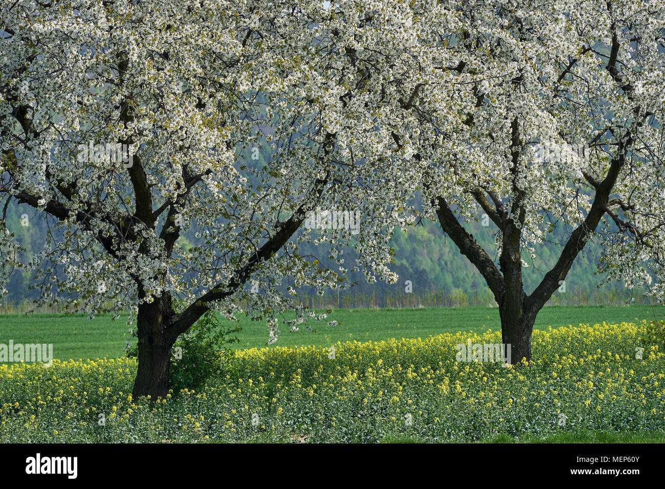 Old cherry orchard in full bloom hi-res stock photography and images ...