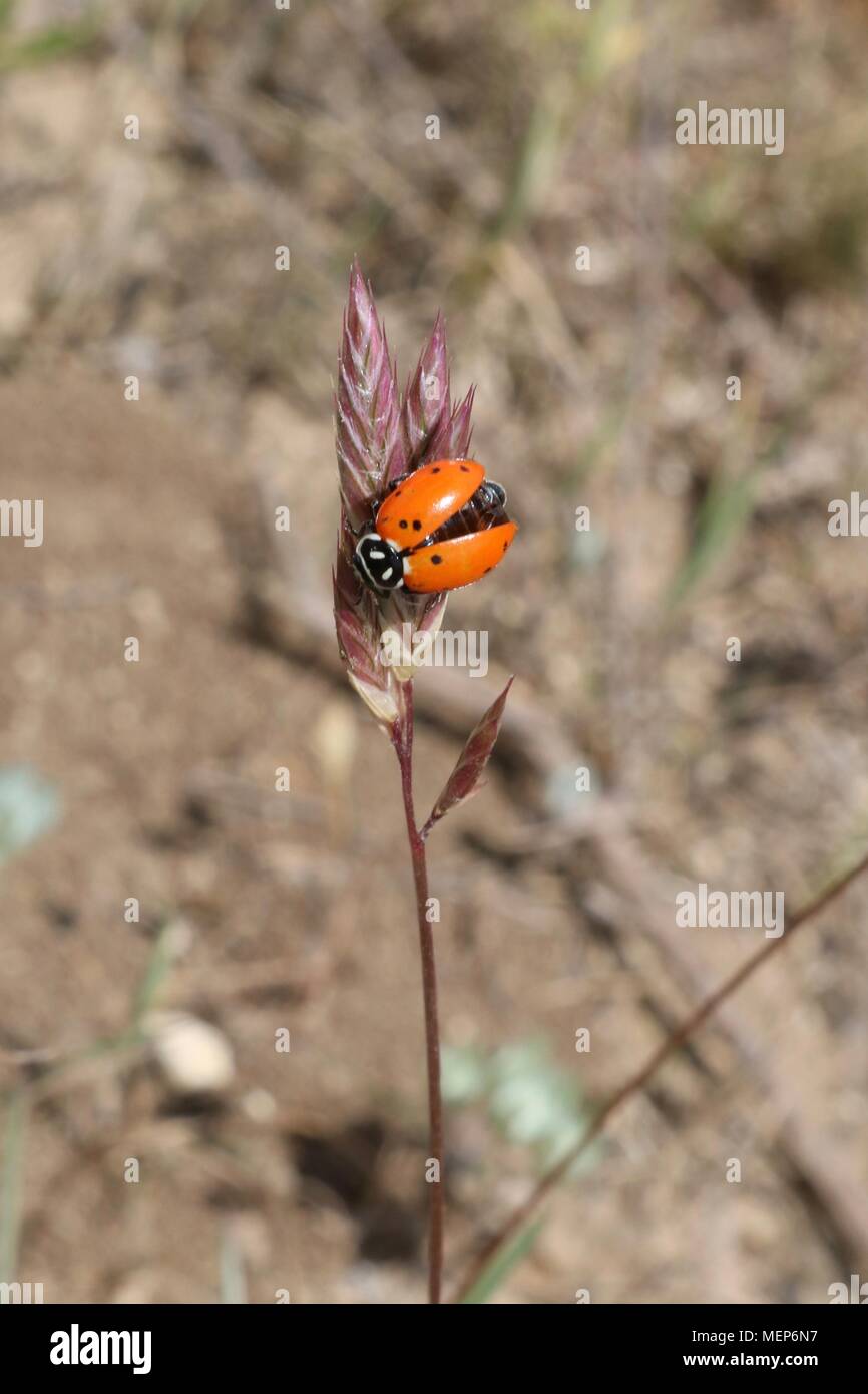 Orange ladybug about to fly away Stock Photo