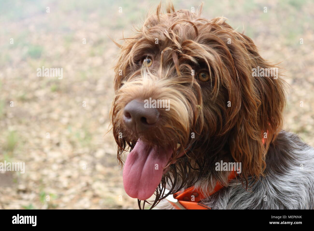 Wirehaired Pointing Griffon Stock Photos Wirehaired Pointing