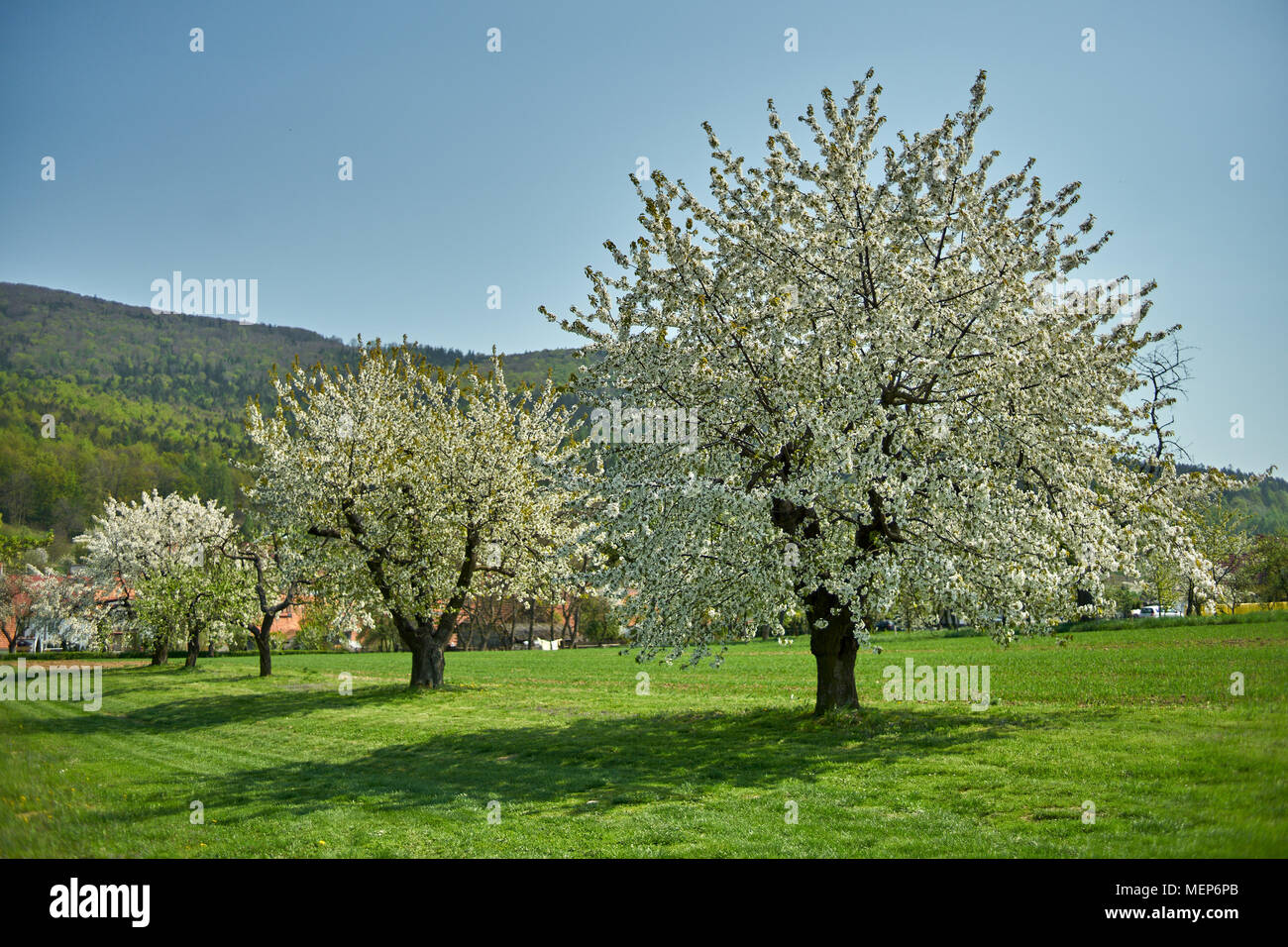 Cherry tree trees orchard in full bloom Stock Photo - Alamy