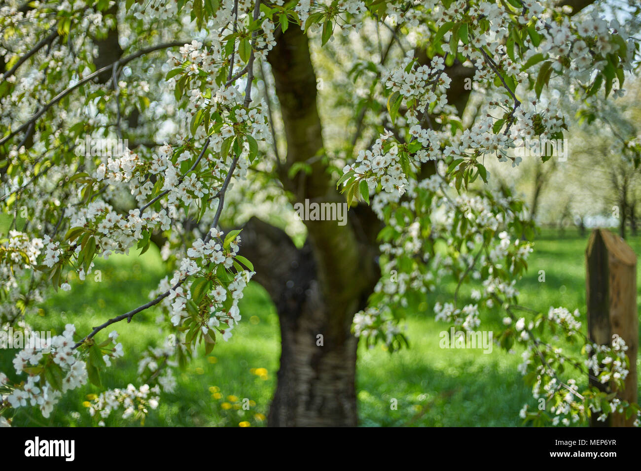 Cherry tree trees orchard in full bloom Stock Photo - Alamy