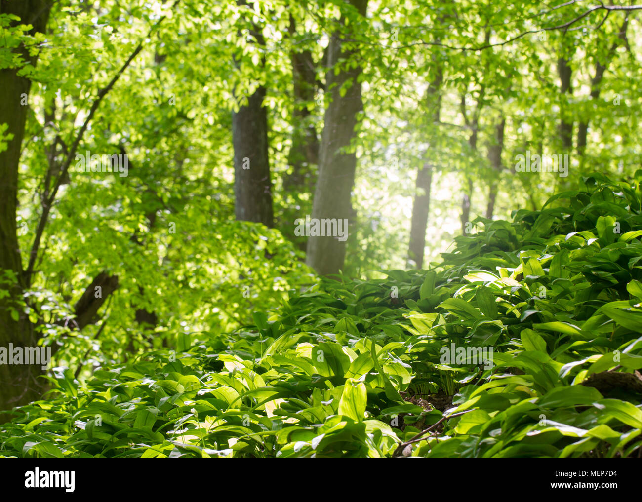 green deciduous forest Stock Photo