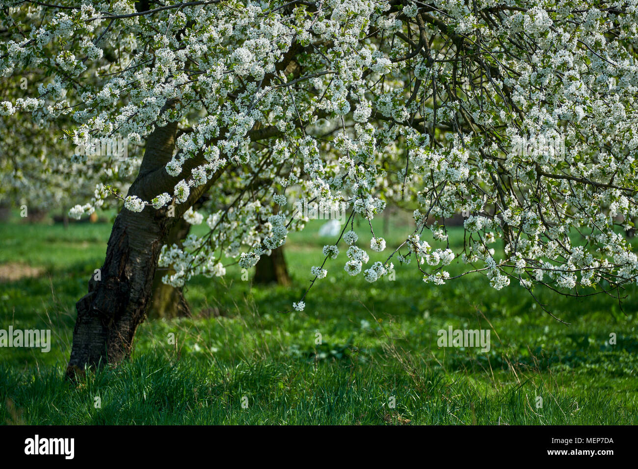 Cherry tree trees orchard in full bloom Stock Photo - Alamy