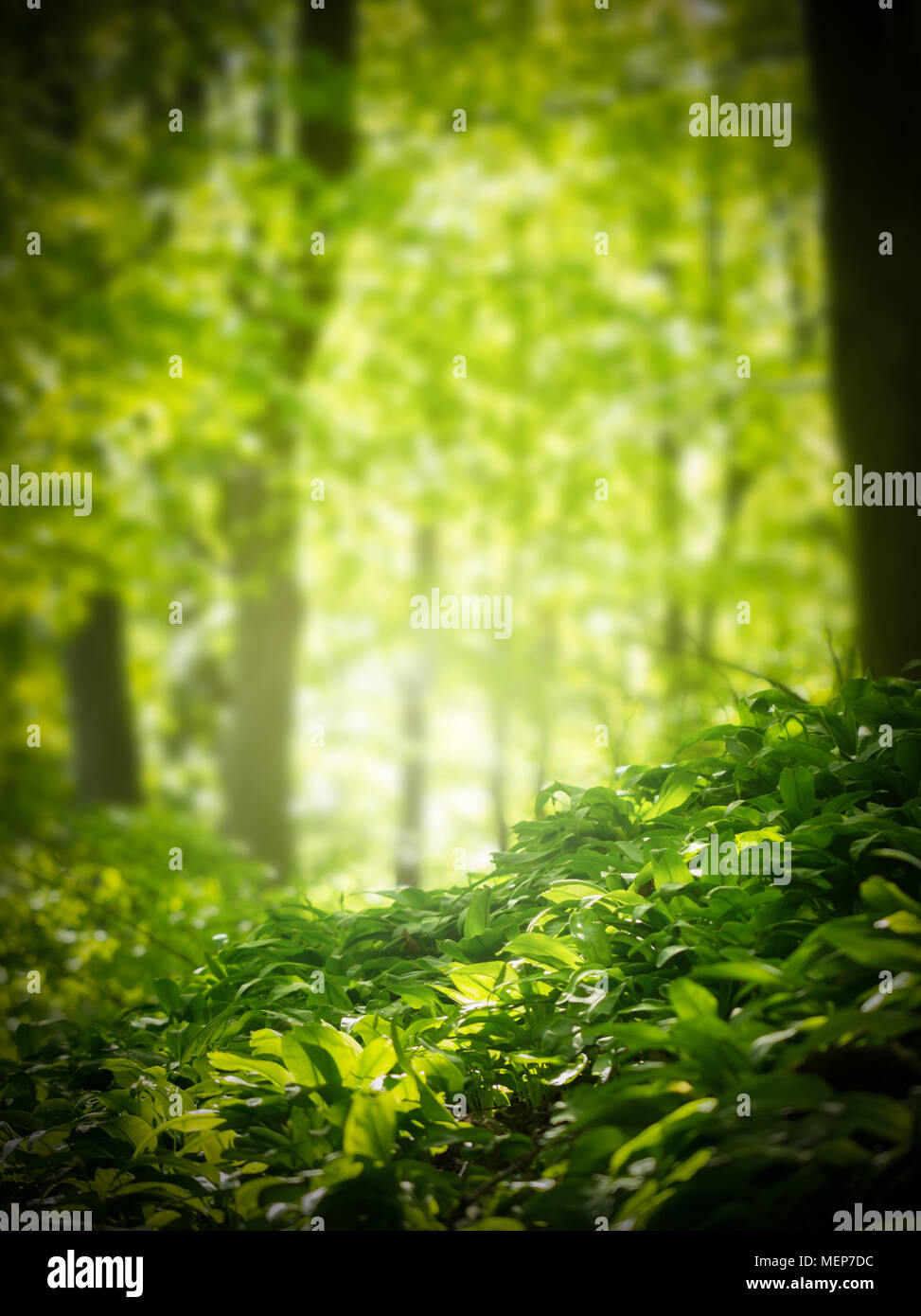 beautiful green forest Stock Photo