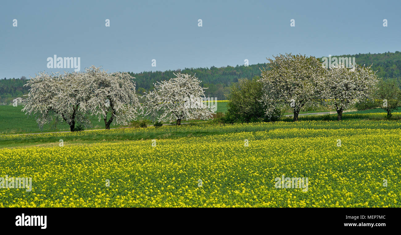 Cherry tree trees orchard in full bloom Stock Photo - Alamy