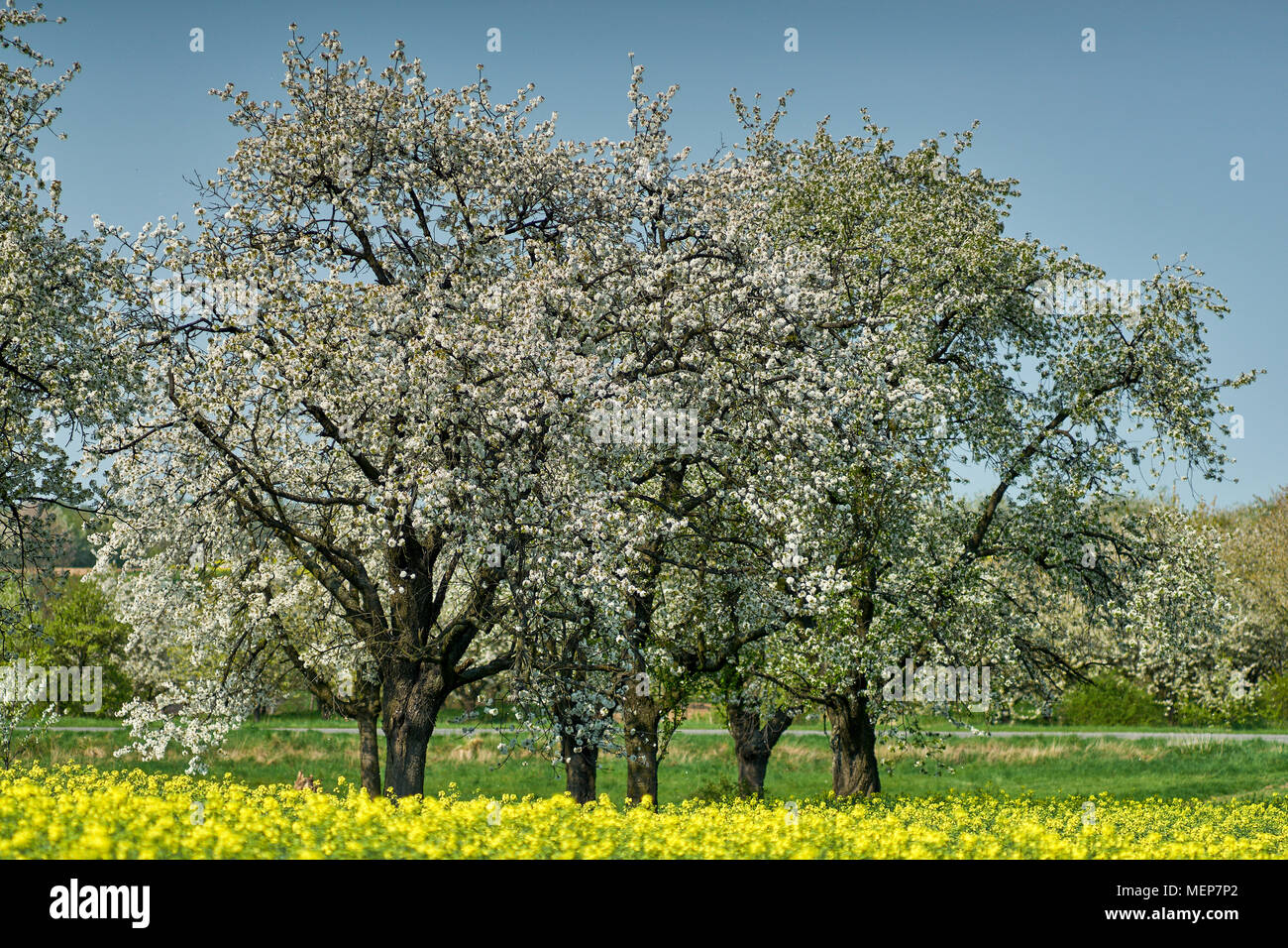 Cherry tree trees orchard in full bloom Stock Photo - Alamy