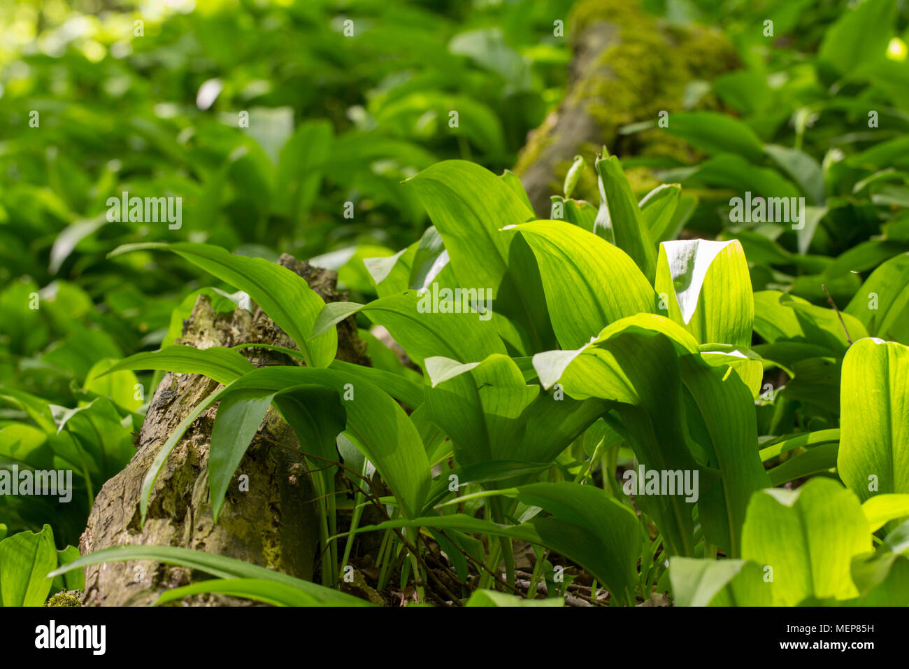 wild garlic leaves growing in nature Stock Photo