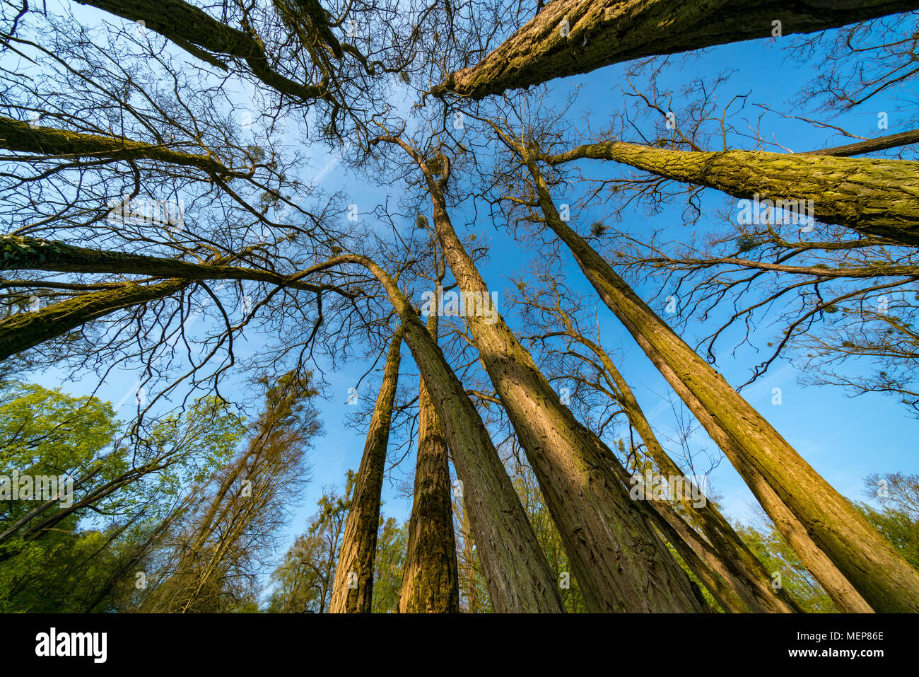 Looking up trees low angle view of tree branches and sky Stock Photo