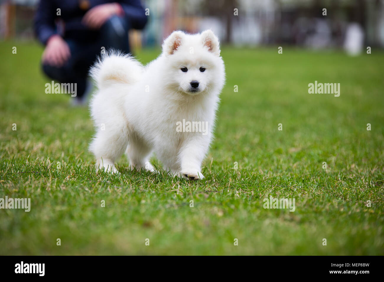 White Samoyed Puppy Dog Stock Photo - Alamy