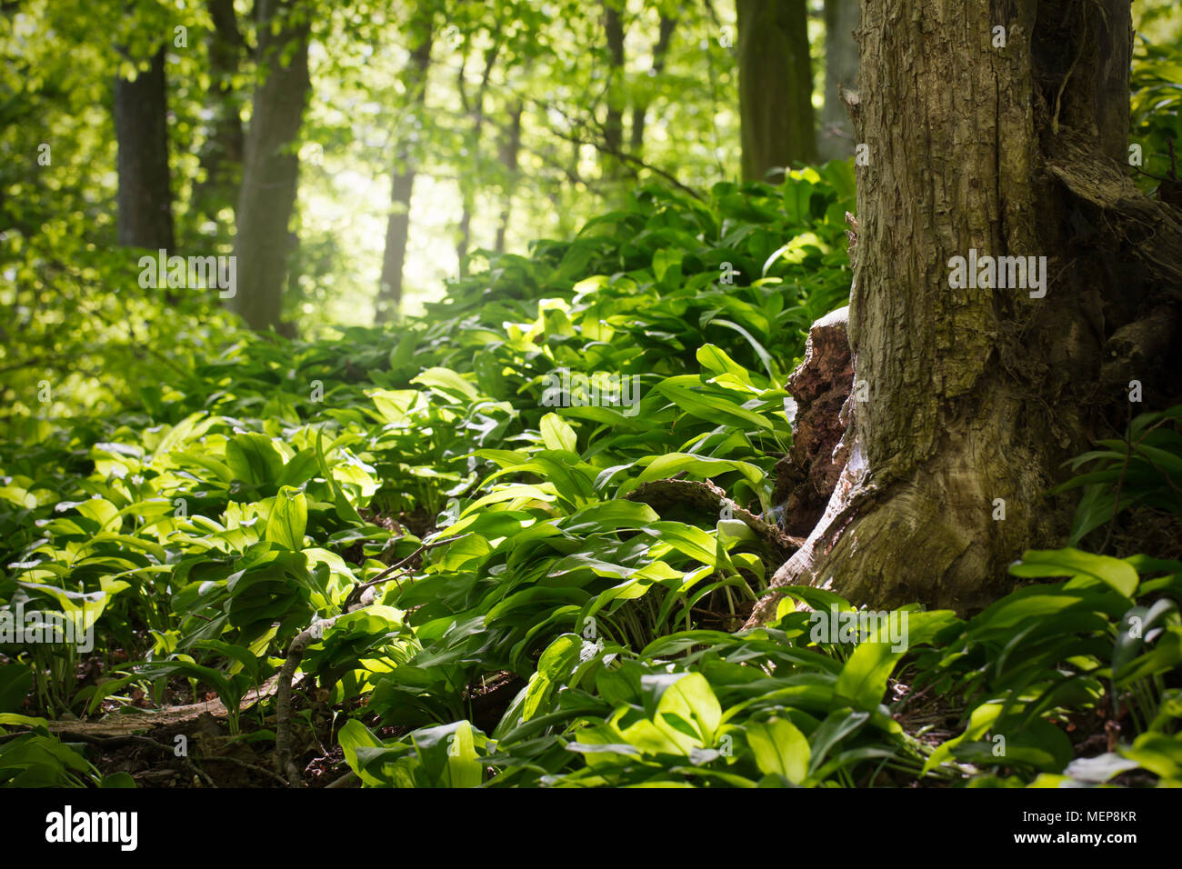 springtime in green forest Stock Photo