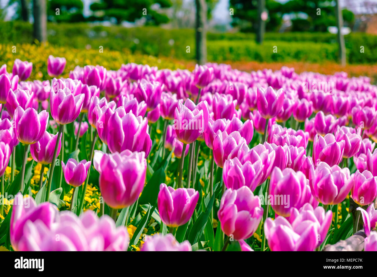Beautiful tulips flower during Spring season in South Korea. Stock Photo