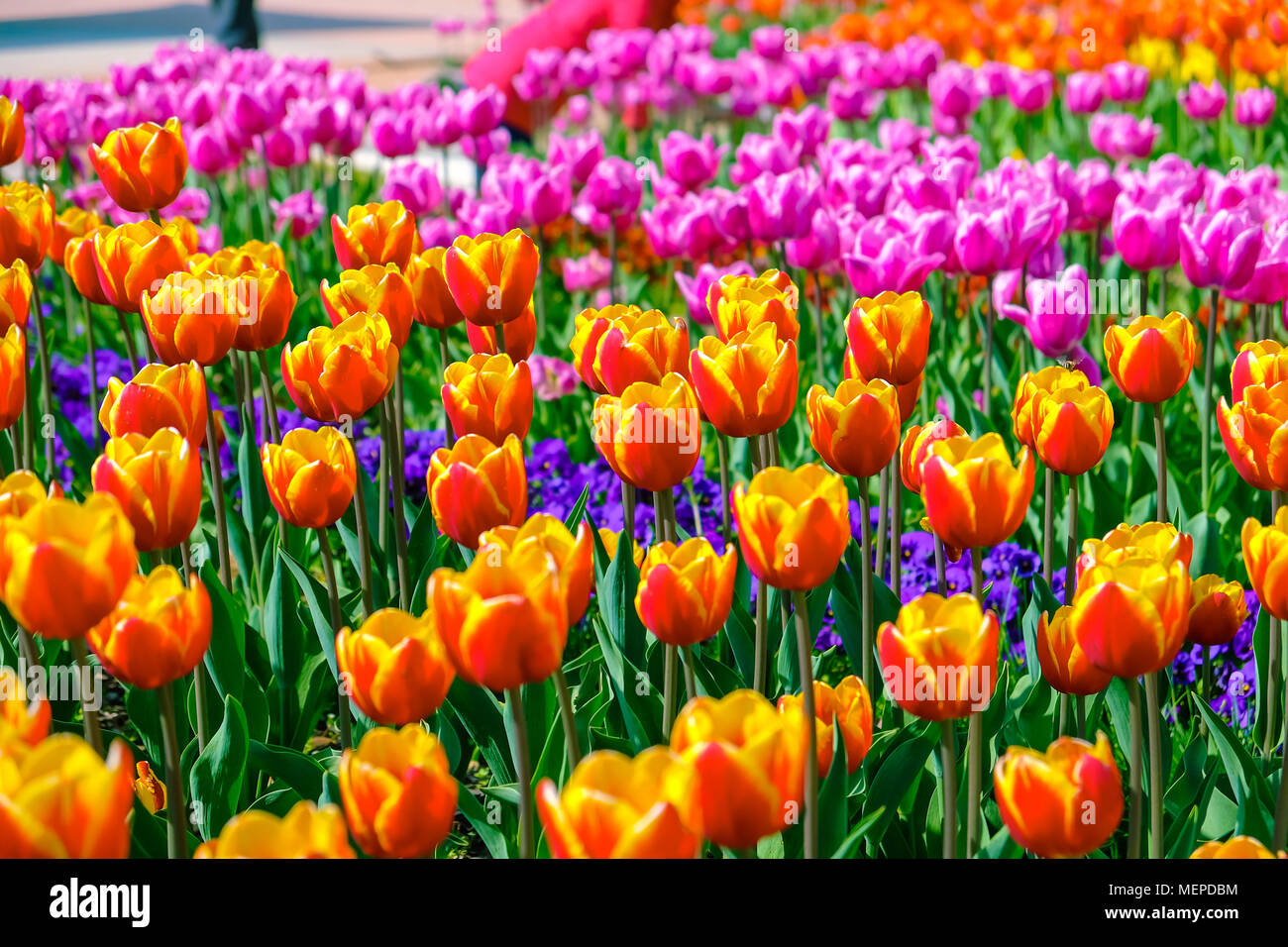 Beautiful tulips flower during Spring season in South Korea. Stock Photo