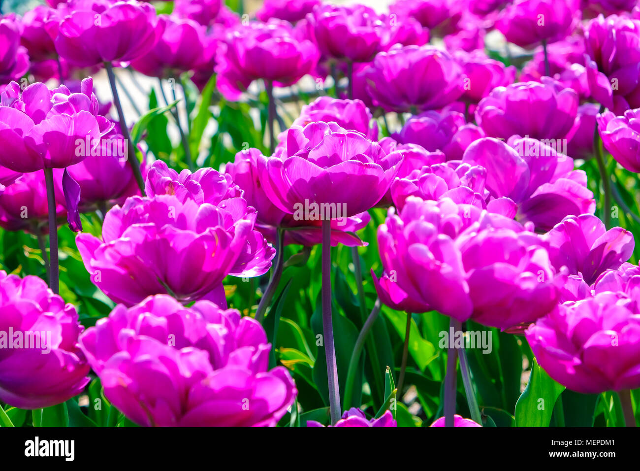 Beautiful tulips flower during Spring season in South Korea. Stock Photo