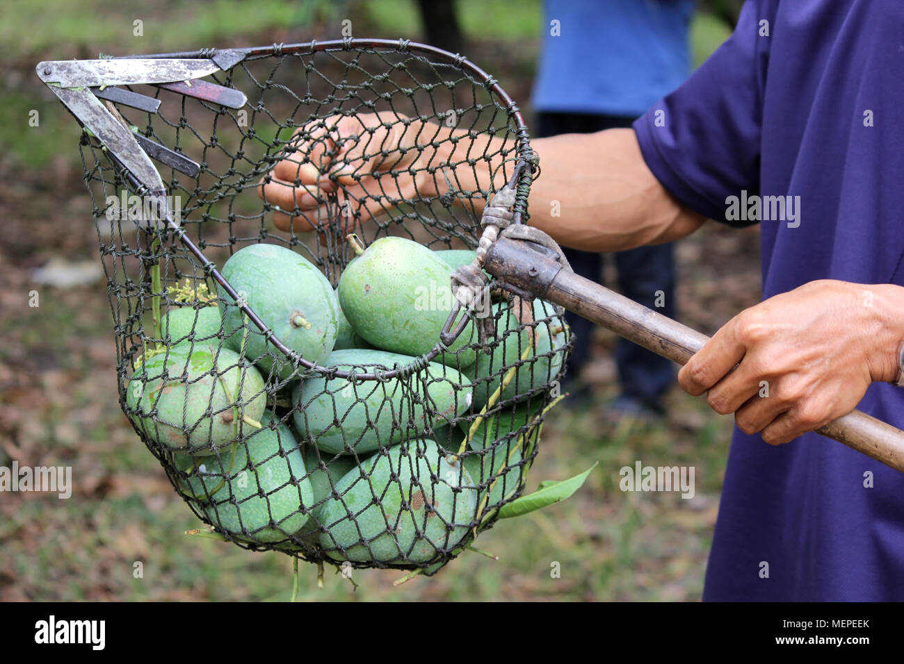pile of mango in long handled fruit picker Stock Photo Alamy
