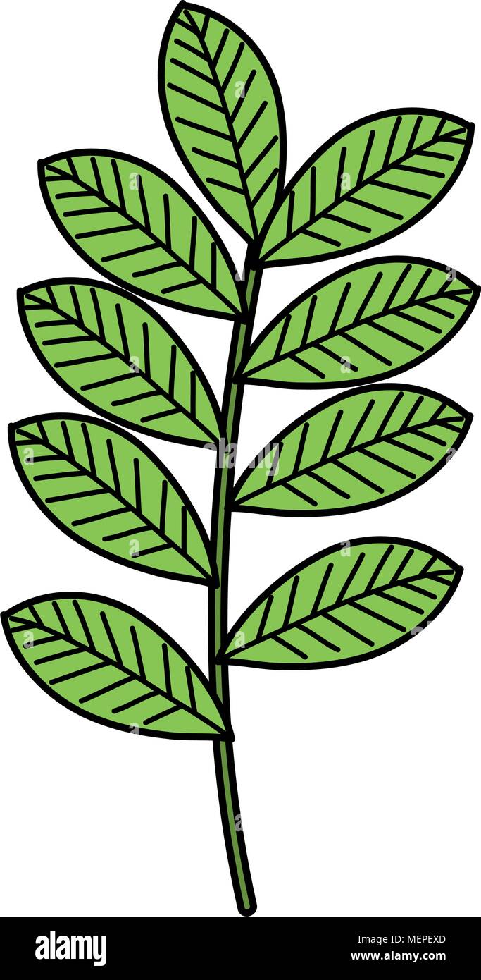 branch with leafs decorative icon Stock Vector Image & Art - Alamy