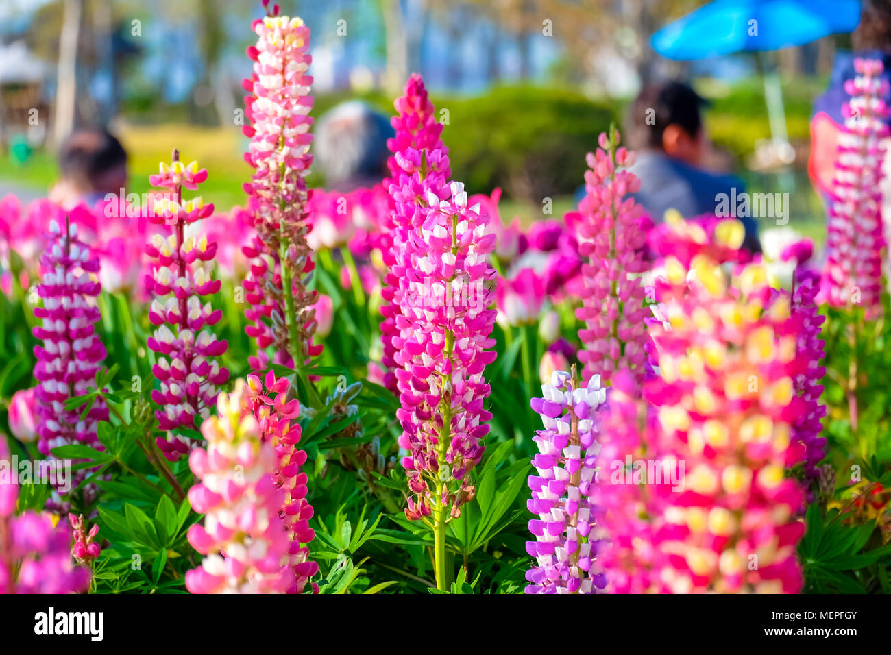 Beautiful flower in Spring season, South Korea. Stock Photo