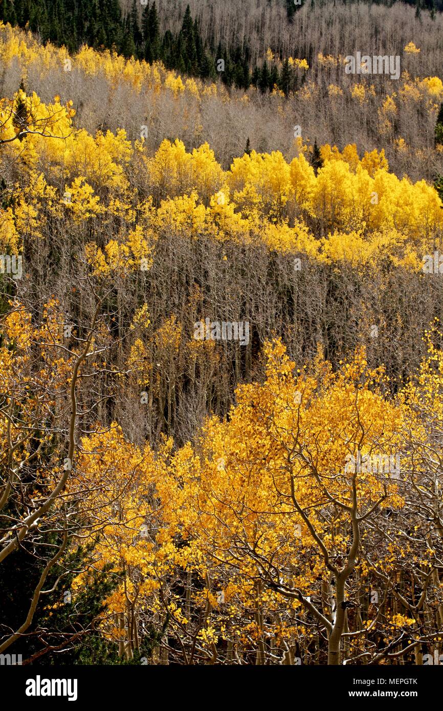 Fall colors in the Sedona/Flagstaff regions Stock Photo Alamy