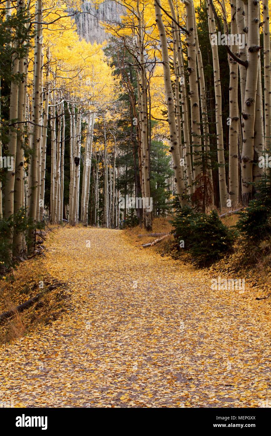 Fall colors in the Sedona/Flagstaff regions Stock Photo Alamy