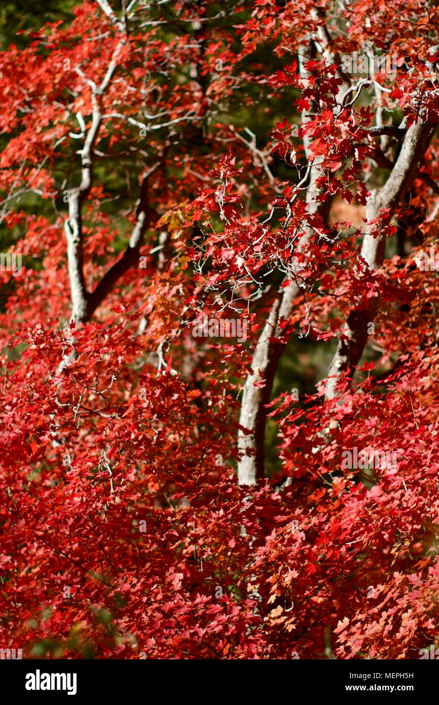 Fall colors in the Sedona/Flagstaff area Stock Photo Alamy