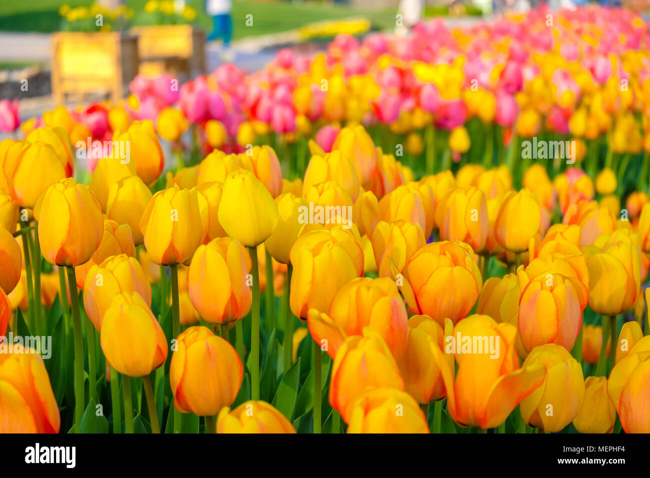 beautiful tulips flower in the garden of south korea stock photo