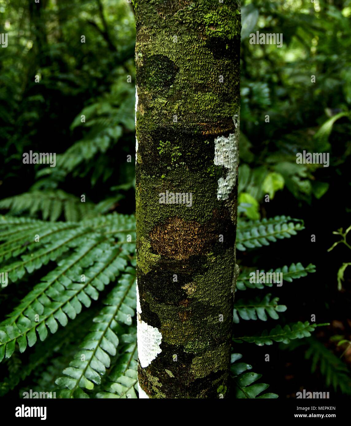 Tropical plants forest hi-res stock photography and images - Alamy