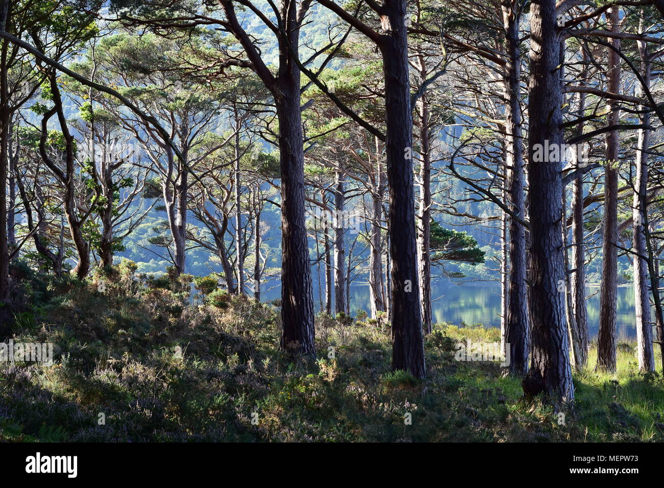 Forest on shore of Muckross Lake in bright morning light on sunny day. Stock Photo
