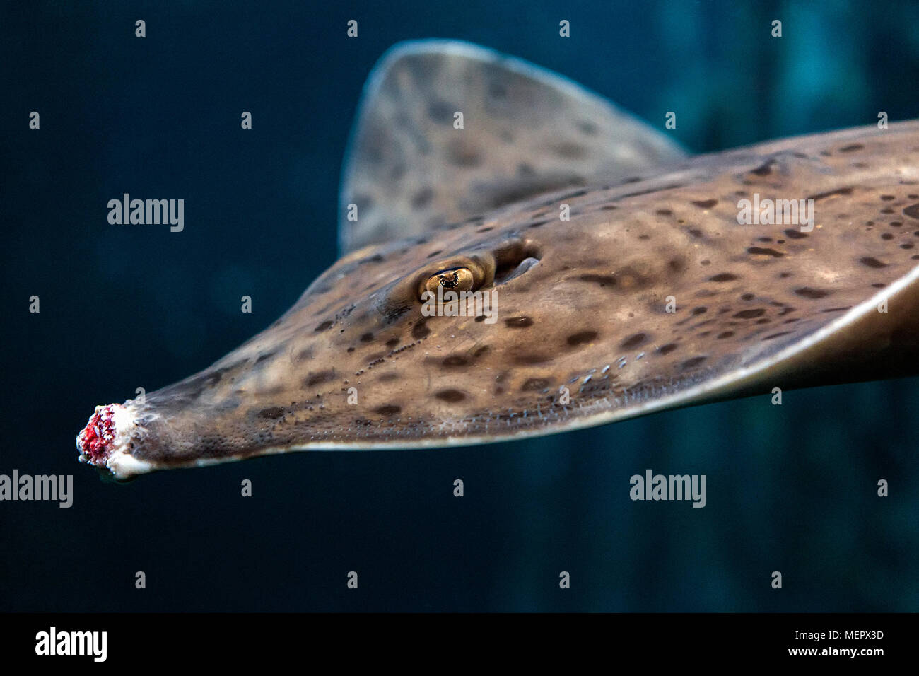 A Barndoor Skate, Dipturus laevis, with damaged, bloody snout due to repeatedly banging into the glass wall of its aquarium. Stock Photo