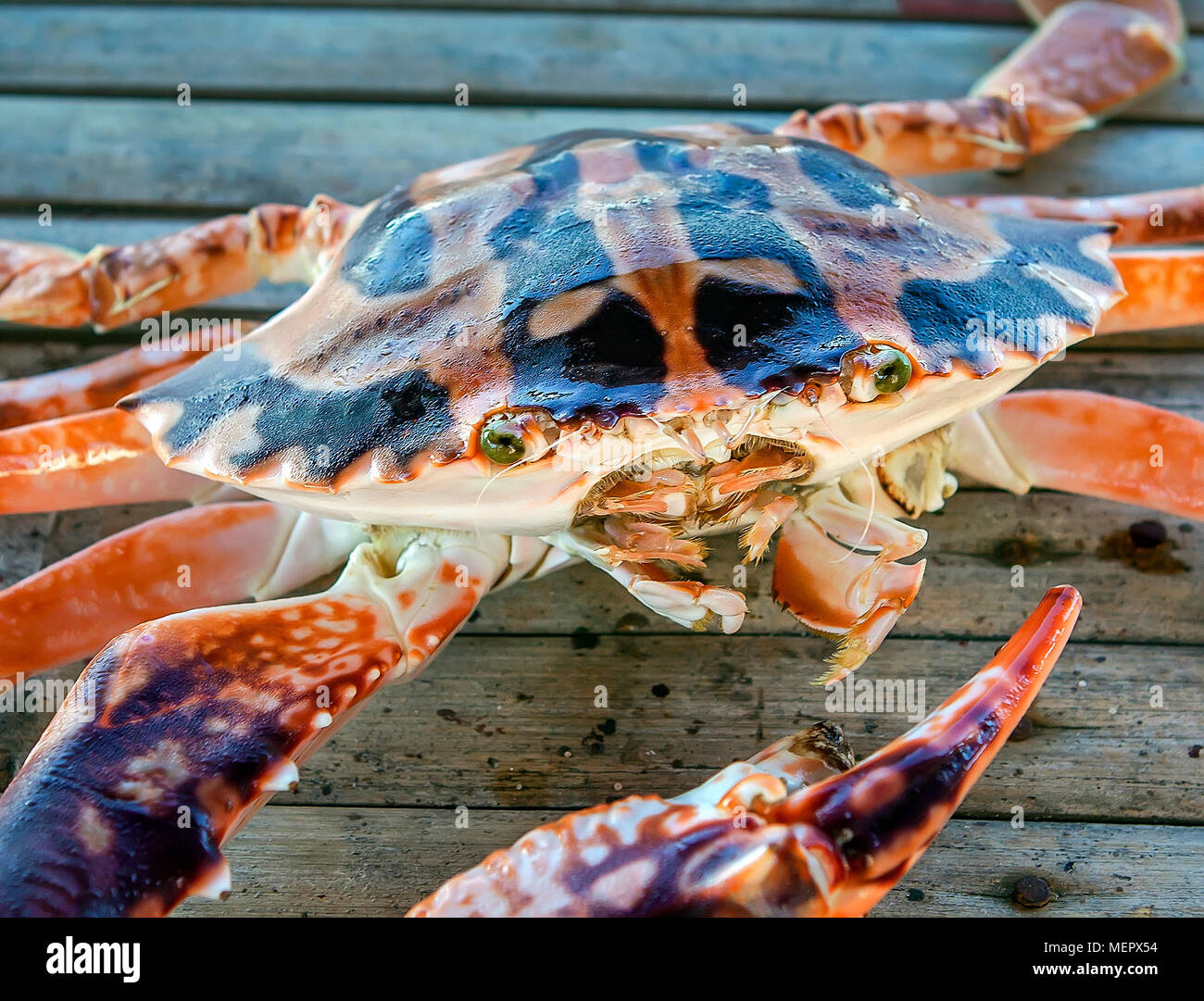 Close-up of the front parts of a Crucifix Crab, Charybdis Feriatus, in the Philippine Islands. Stock Photo