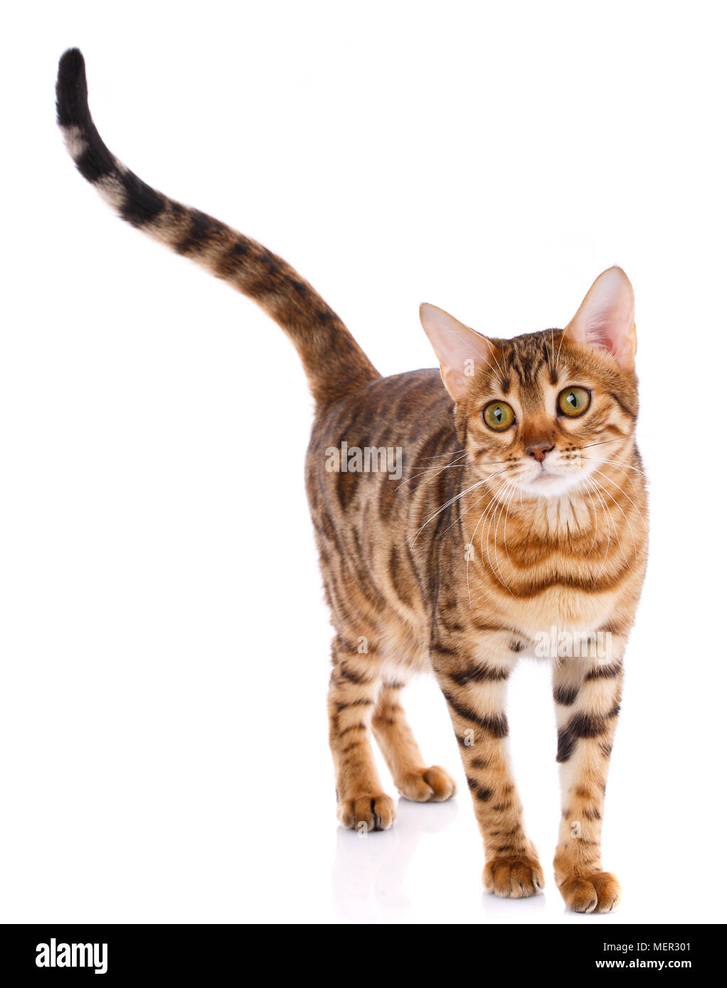 Bengal thoroughbred cat on a white background. Purebred cat. Stock Photo