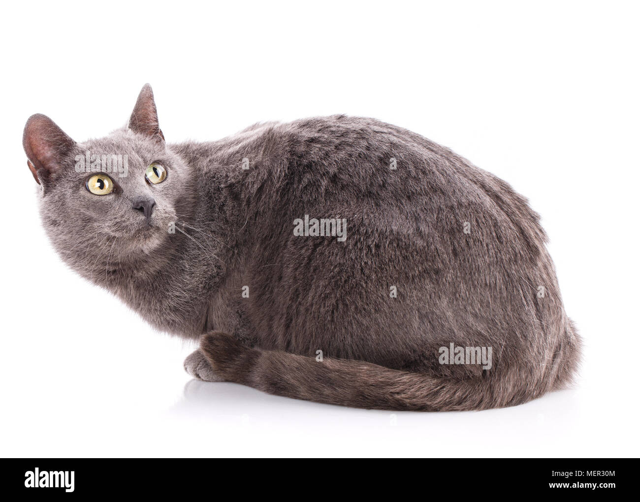 Cat without breed. A simple gray cat Stock Photo