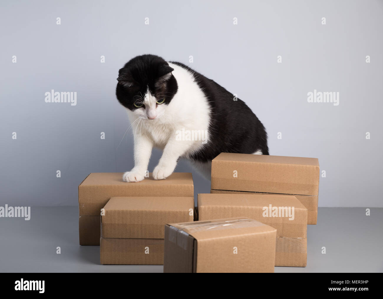 cardboard box with a cat Stock Photo Alamy