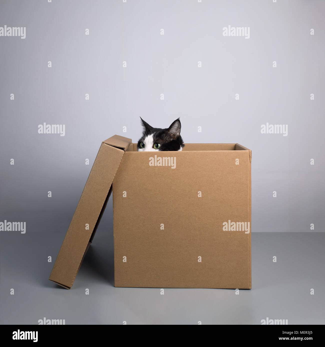 cardboard box with a cat Stock Photo Alamy