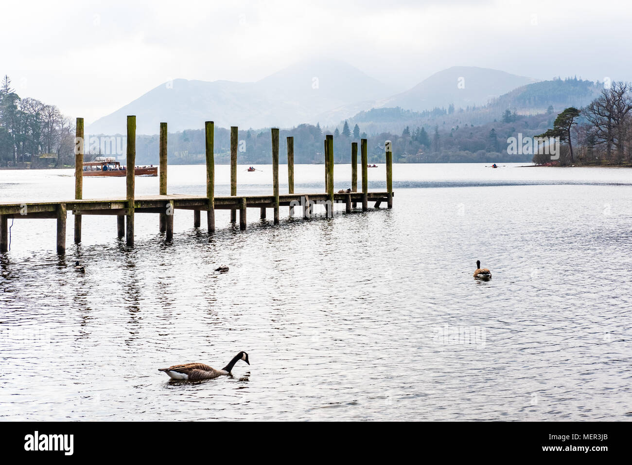 Geese and Landing stage, Derwentwater. Stock Photo