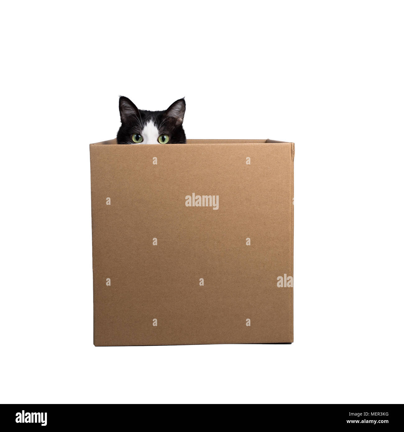 cardboard box with a cat Stock Photo Alamy