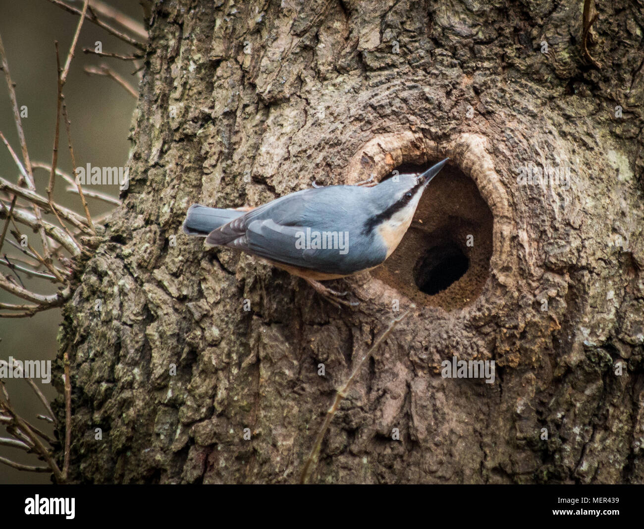 Nesting Red breasted nuthatch - Sittidae Stock Photo