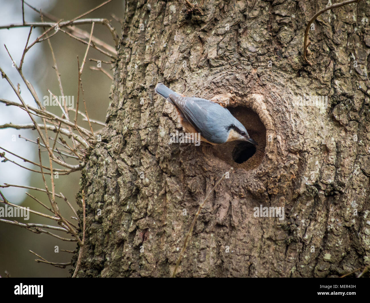 Nesting Red breasted nuthatch -Sittidae Stock Photo