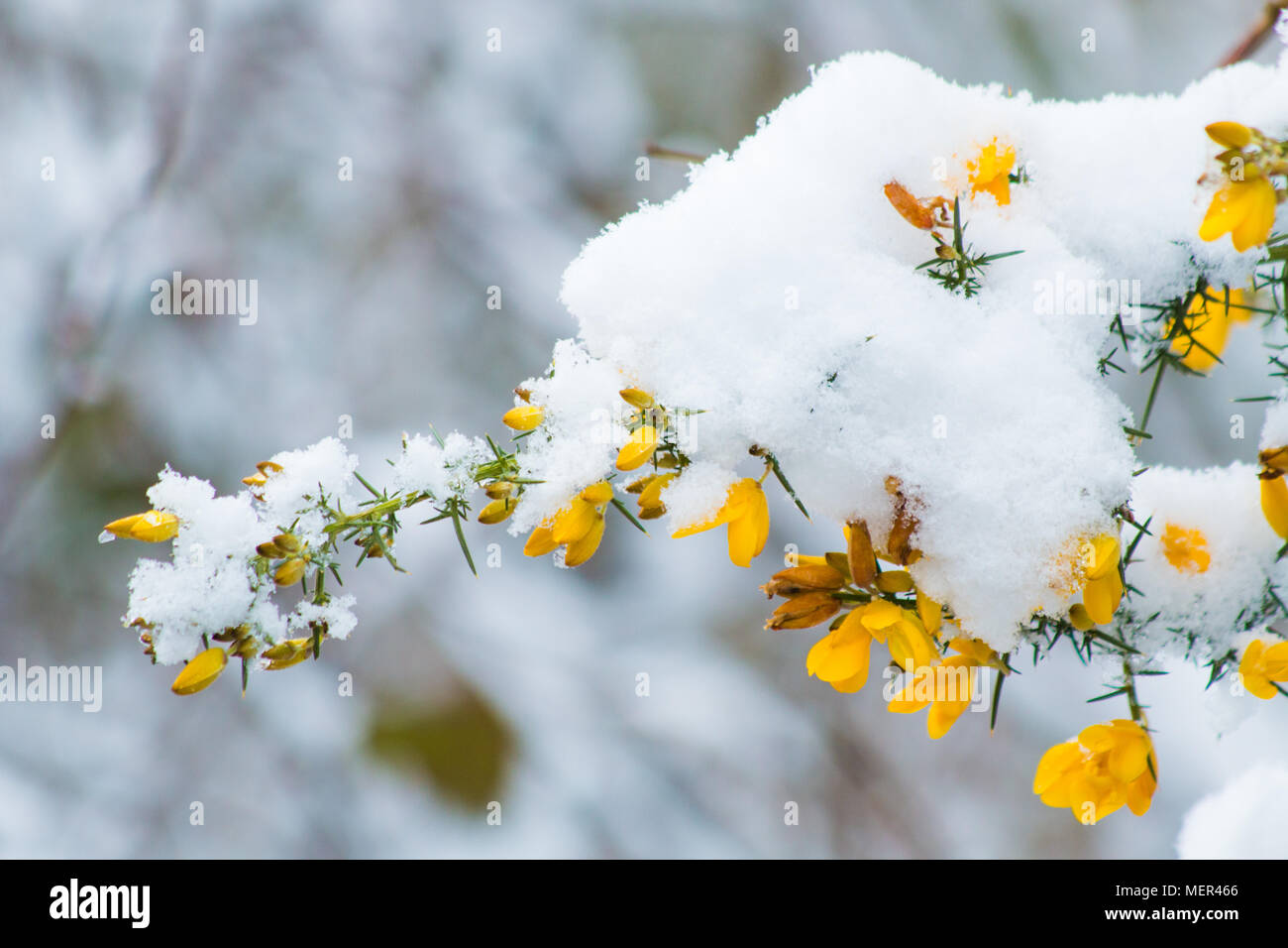 Snowy Gorse Stock Photo