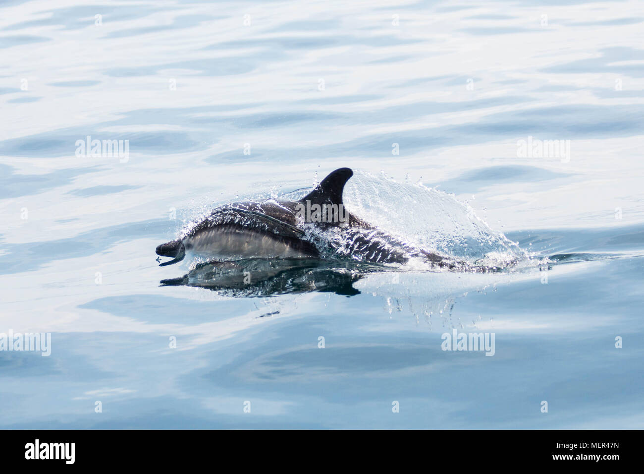 Common Dolphin Cornwall Stock Photo