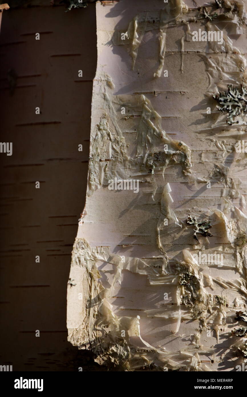 Birch bark peeling from the trunk Stock Photo Alamy