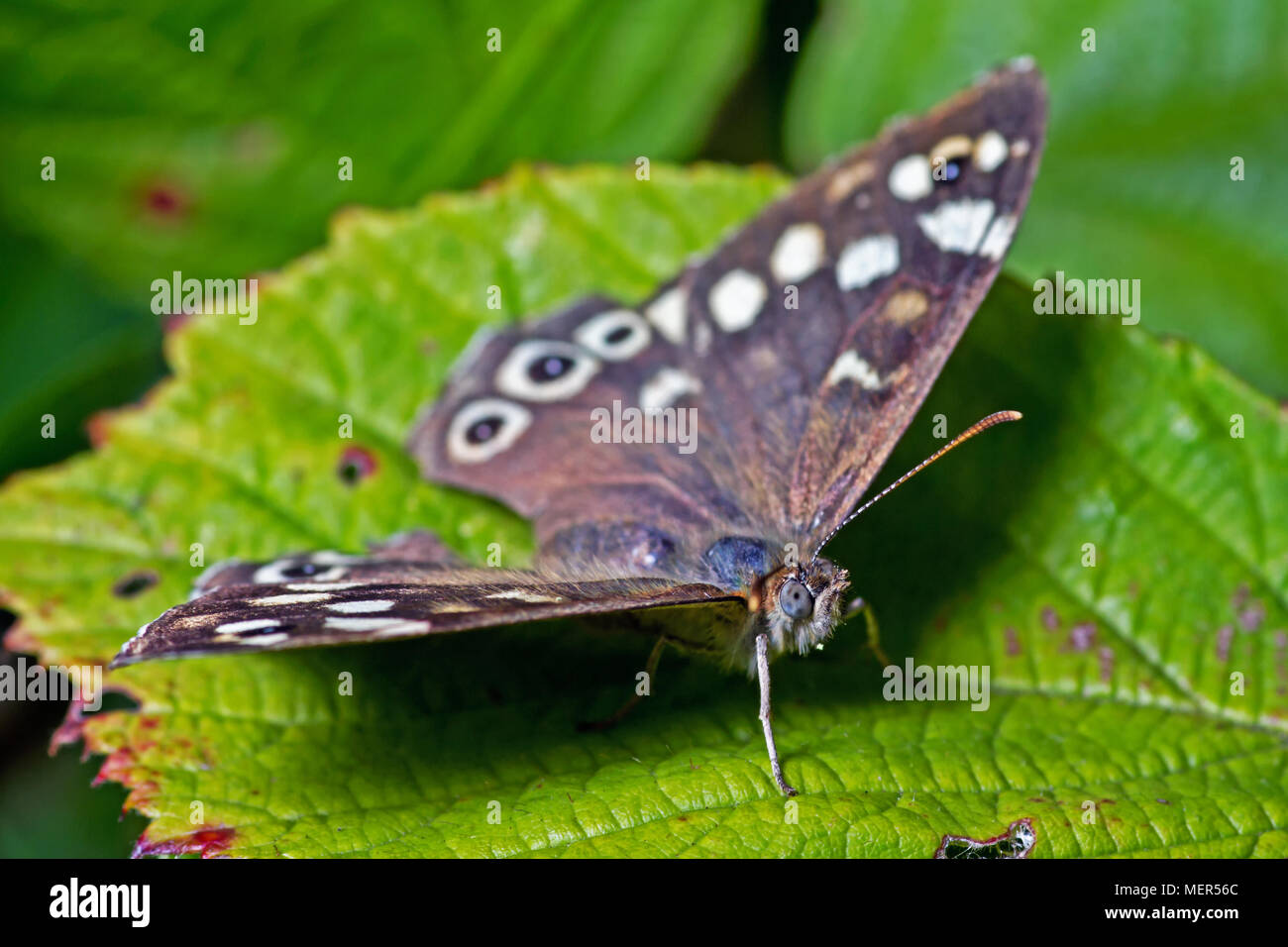 A Speckled Wood Butterfly. Found in and on the borders of woodland areas, this butterfly was found on vegetation above Scarborough’s North Bay. Stock Photo