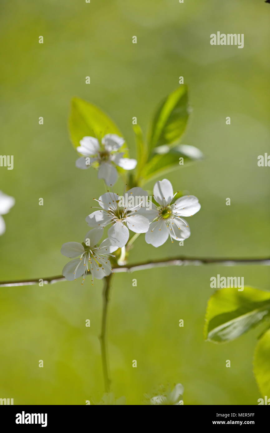Sunlit spring cherry blossom hi-res stock photography and images - Alamy