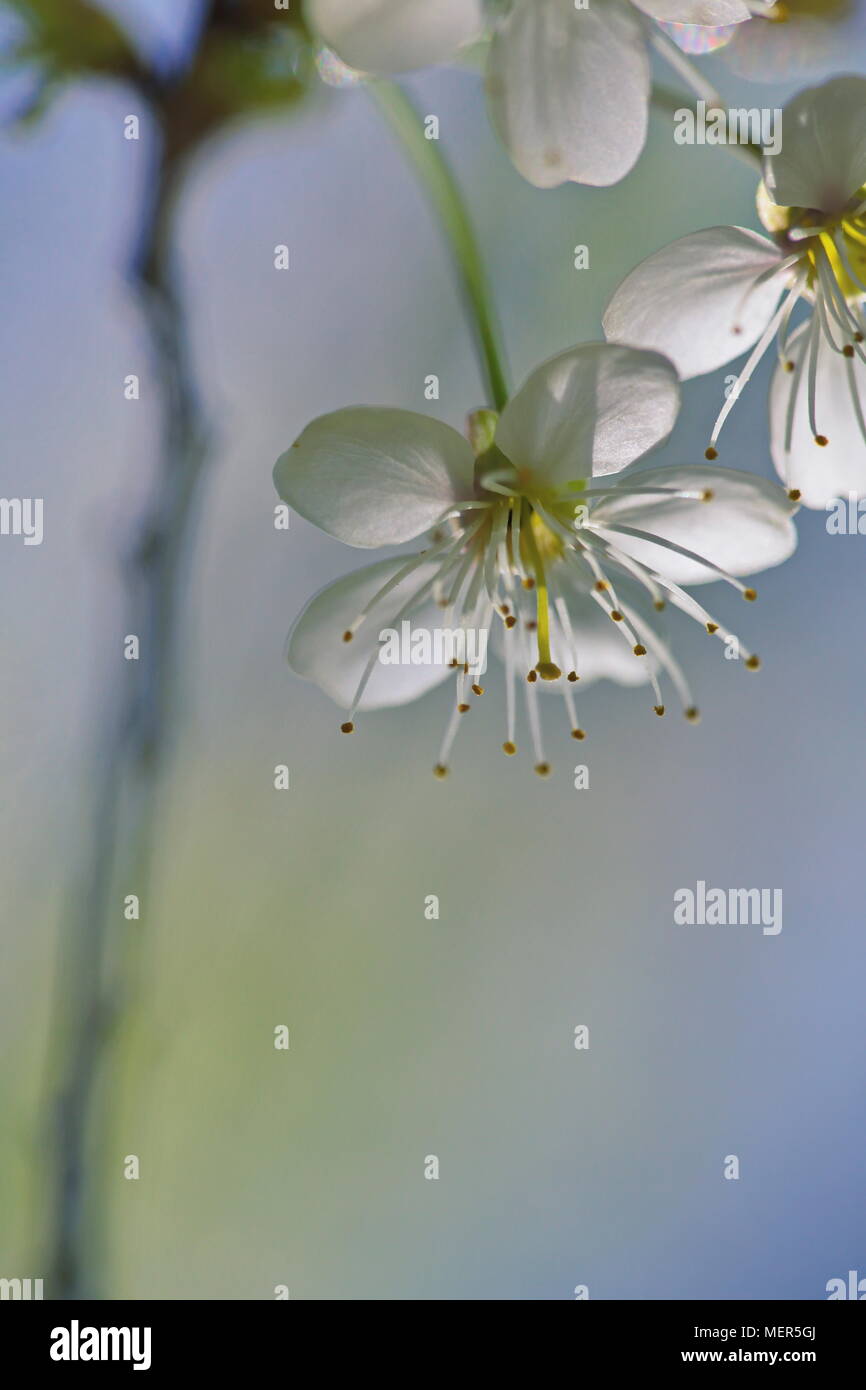 Close up cherry blossoms in hi-res stock photography and images - Alamy