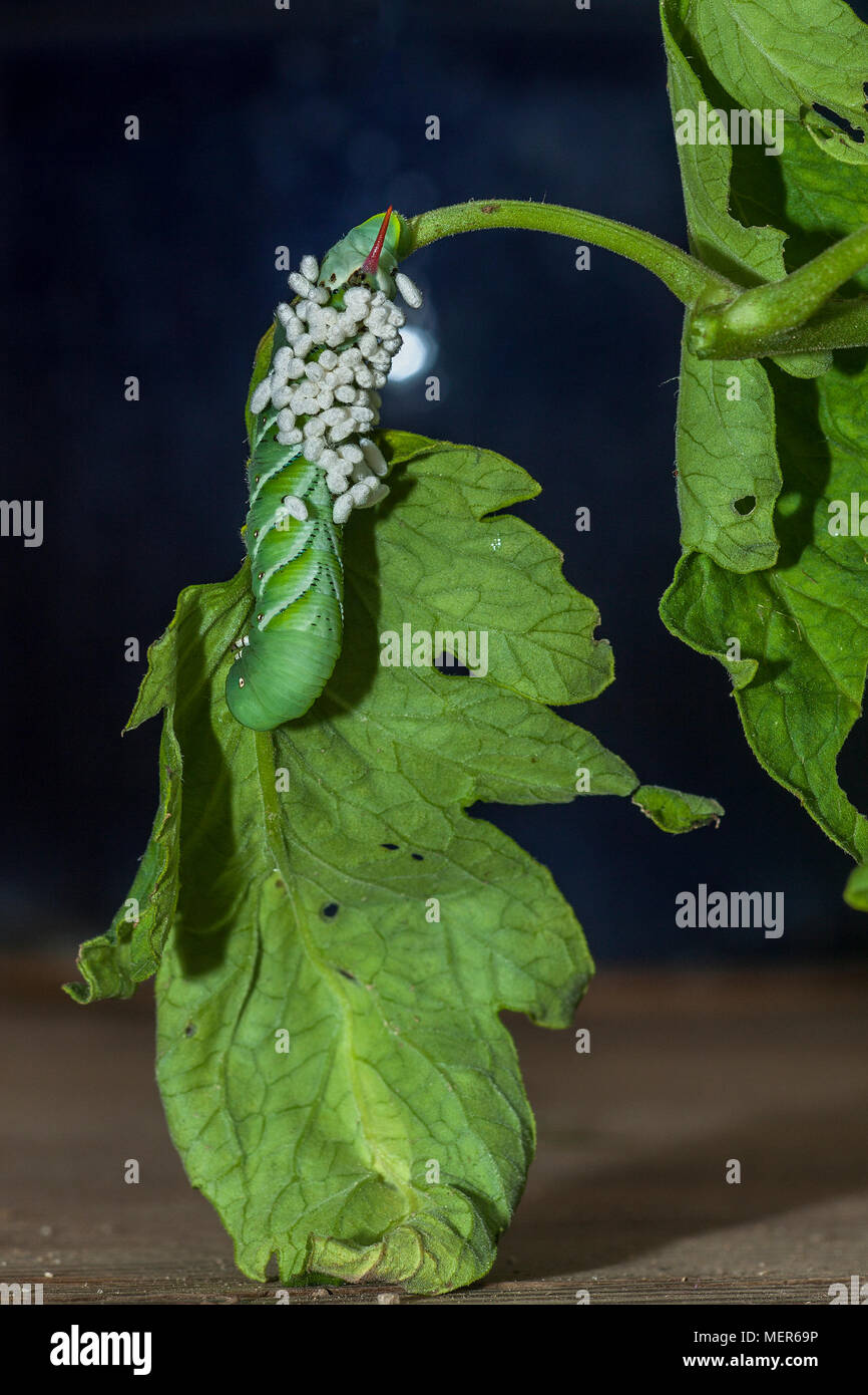 Tomato hornworm hi-res stock photography and images - Alamy