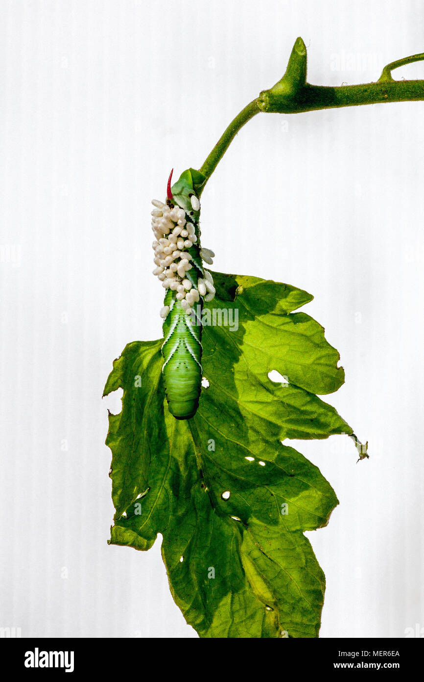 Tomato hornworm hi-res stock photography and images - Alamy