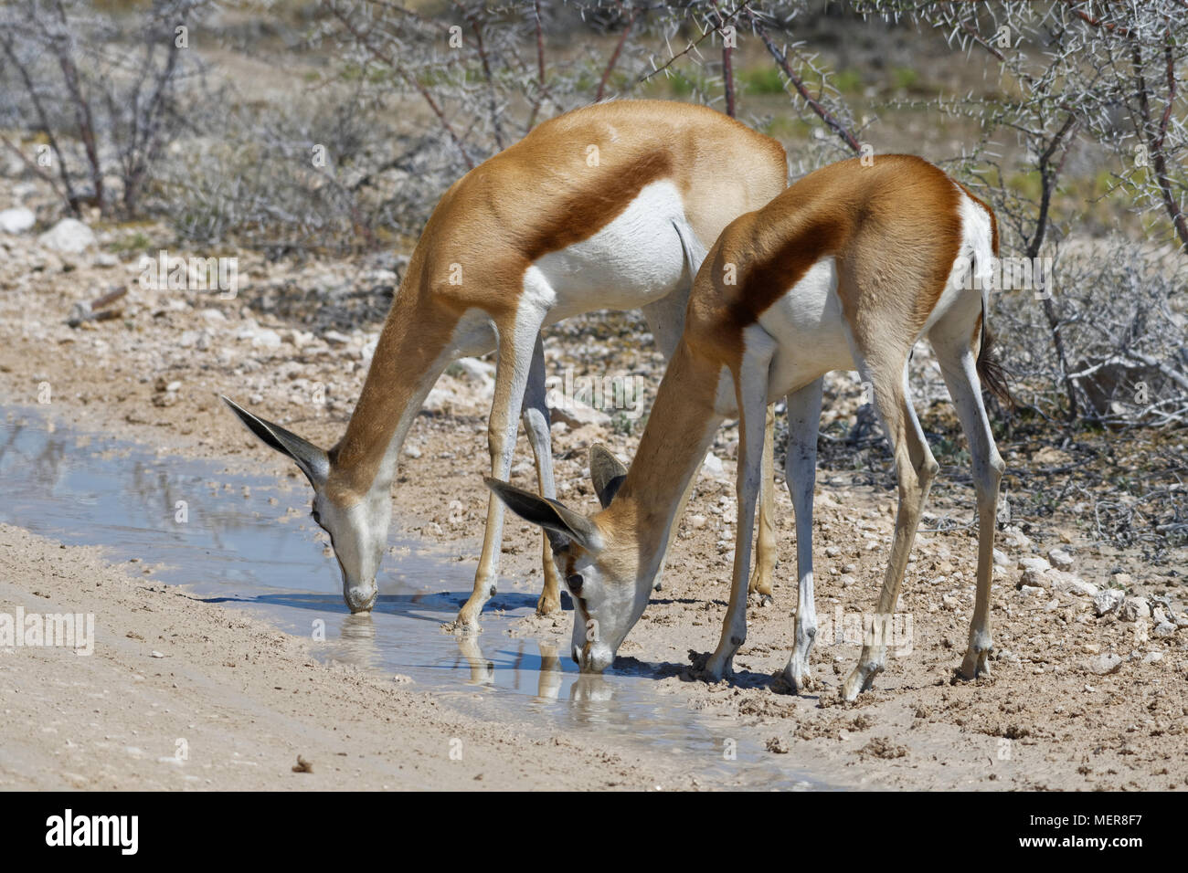Two springboks (Antidorcas marsupialis), adults male and female on a dirt road, drinking rainwater from a puddle, Etosha National Park, Namibia,Africa Stock Photo