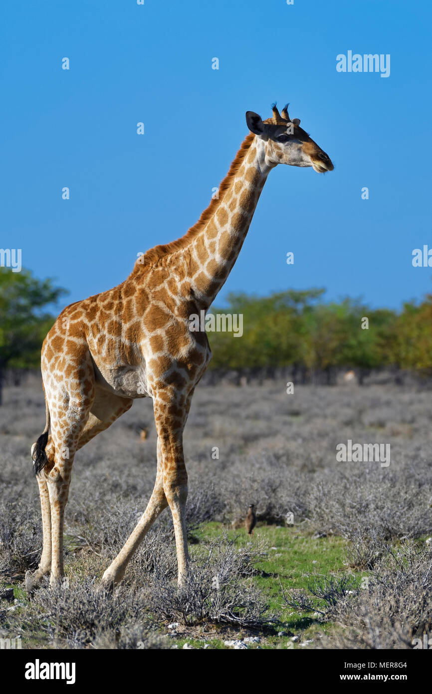 Namibian giraffe or Angolan giraffe (Giraffa camelopardalis angolensis), adult walking, Etosha National Park, Namibia, Africa Stock Photo
