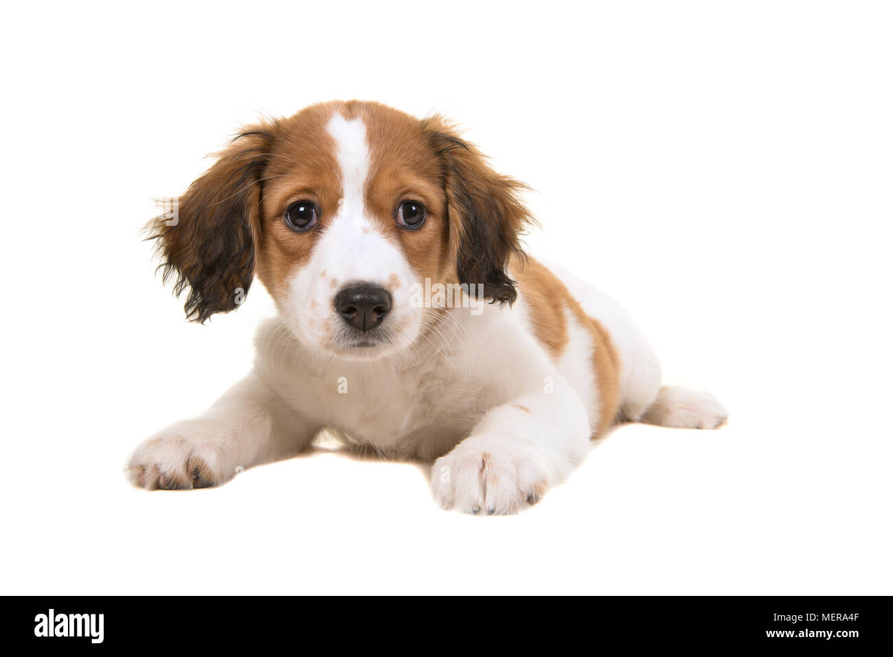 Adorable kooikerhondje puppy lying down looking at the camera isolated on a white background Stock Photo